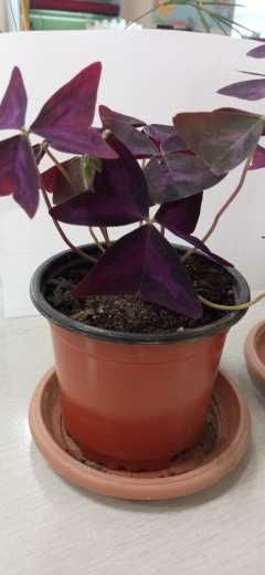 продам кислицу фиолетовую