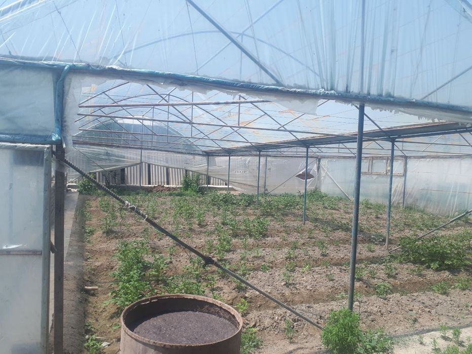 Парник сотилади Мустахкам бакувват.