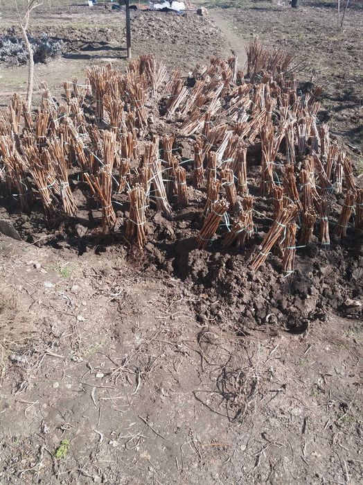 Drajoni de zmeura Cayuga, Willamette, Polana, Nuc, Mur, Coacaz, Aronia