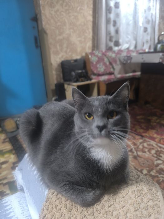 Отдам в хорошие руки Кошку!!!