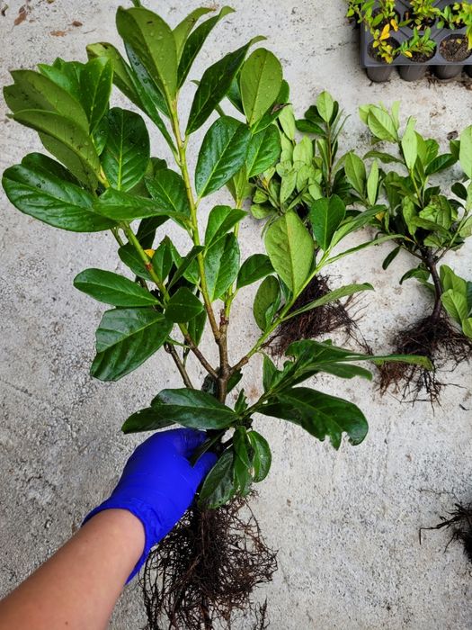 Laur englezesc 30-40 cm - foarte ramificat