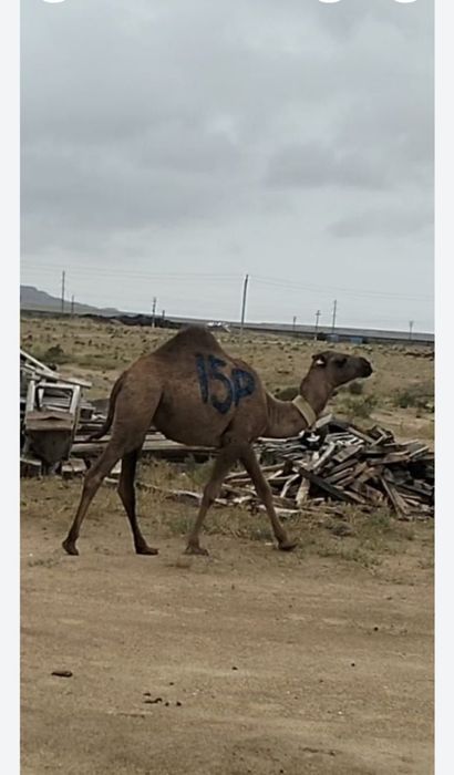 Тайлақ 1,5 жастағы