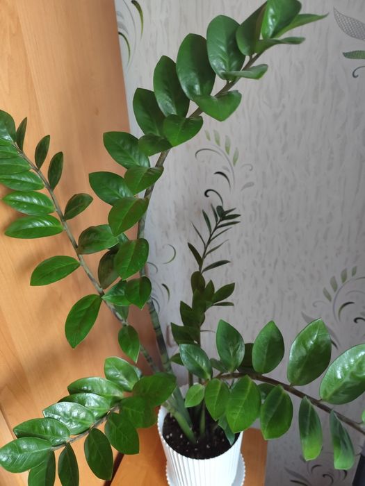 Продам комнатные цветы