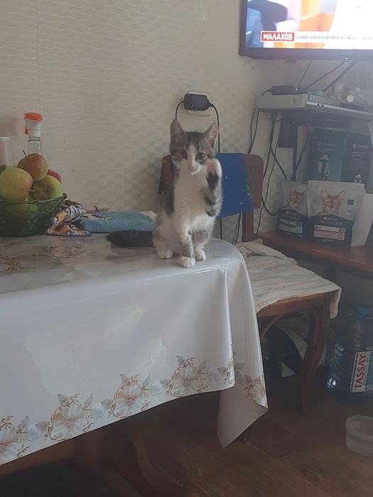 Котенок мальчик ищет дом