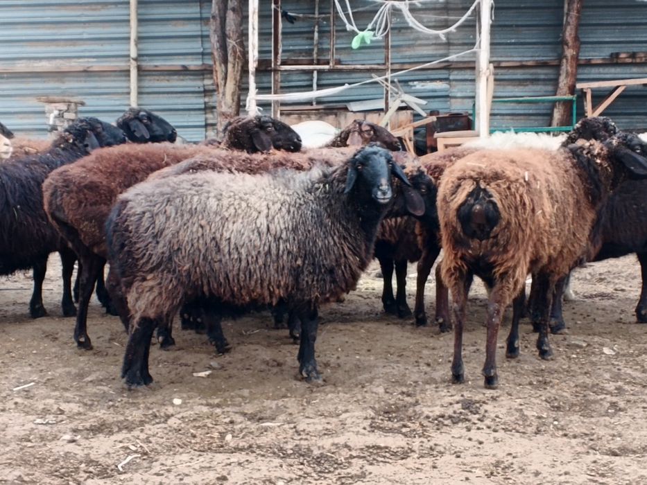 Ona bola boʻgʻoz qoʻylar sotiladi