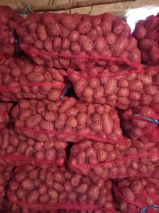 Cartofi consum alb si rosu