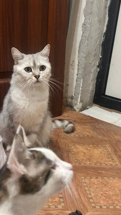 Чистокровныи Британец  12000