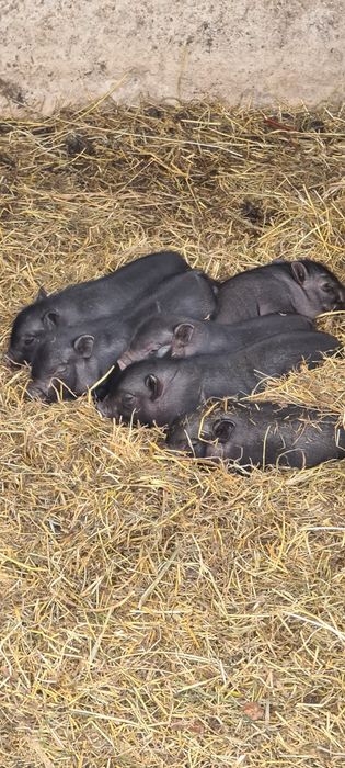 Вьетнамцы поросята