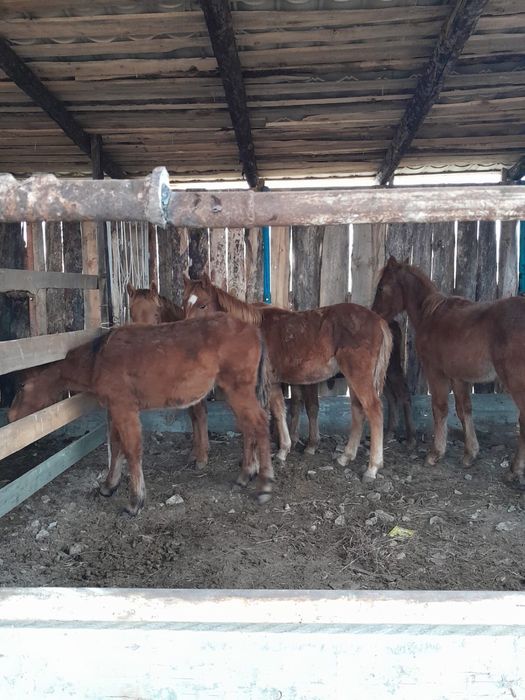 Жылқылар сатылады бие жабағы