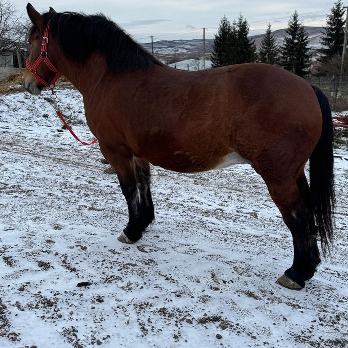 Iapa murga de vanzare