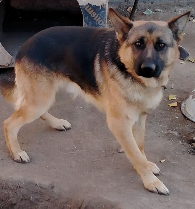 Продам немецкую овчарку