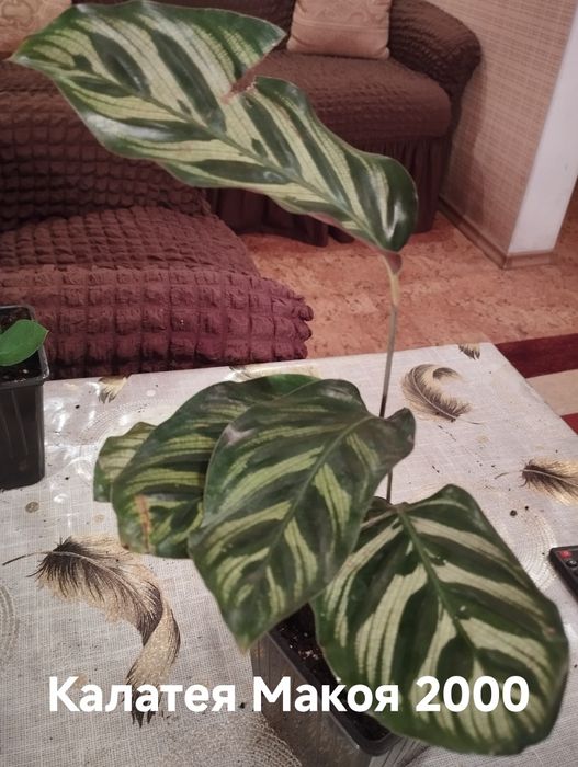 Продам комнатные растения