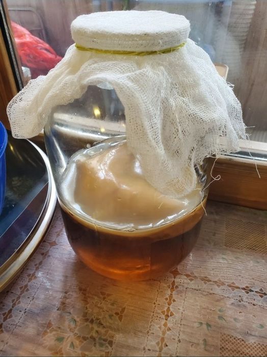 Чайный гриб, комбуча