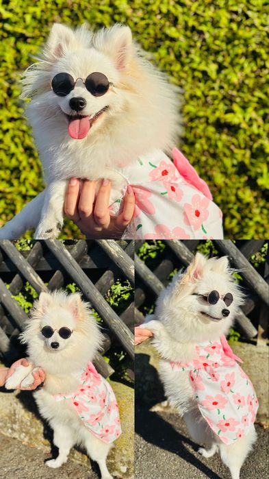 Продава се куче померан.