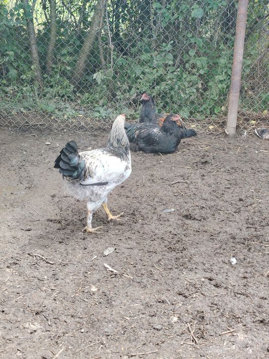 Vând mai mulți cocosi