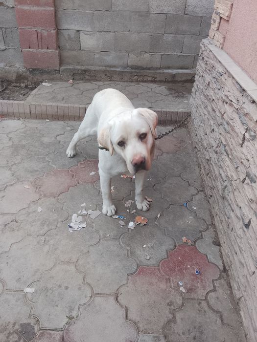 Отдам даром 2 года