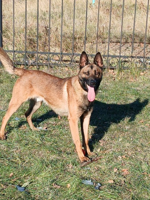 Малинуа Бельгийская овчарка