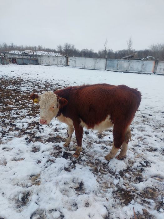 Продам телят в городе
