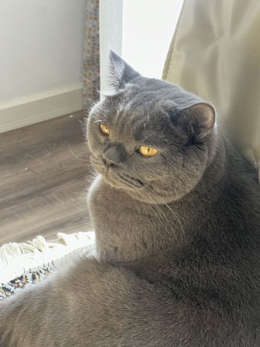 Королевский британец Отдам кота в добрые руки