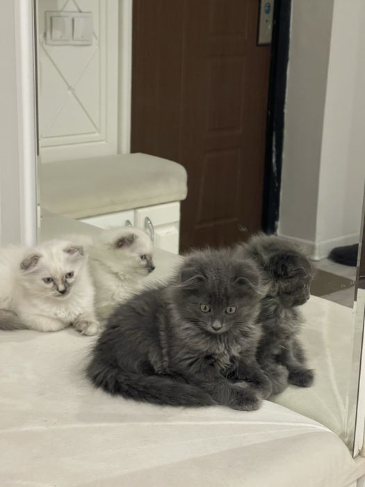 Котята скоттиш фолд