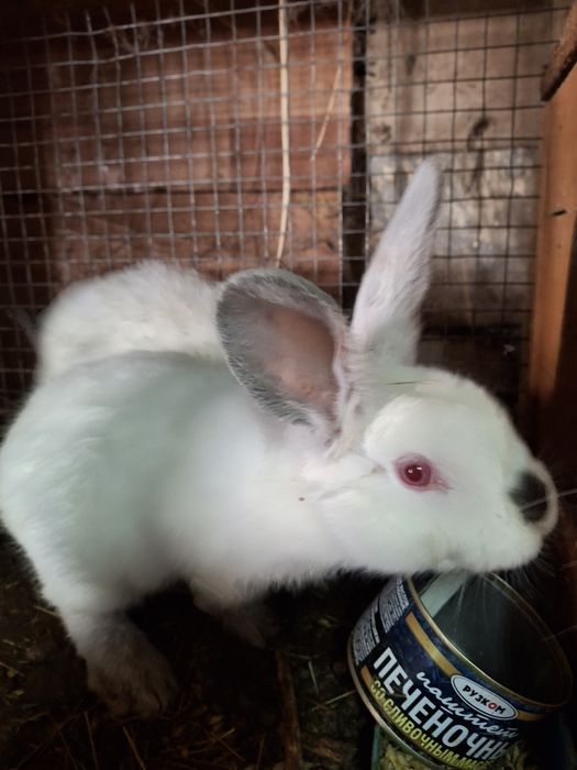 Продам  домашних кроликов