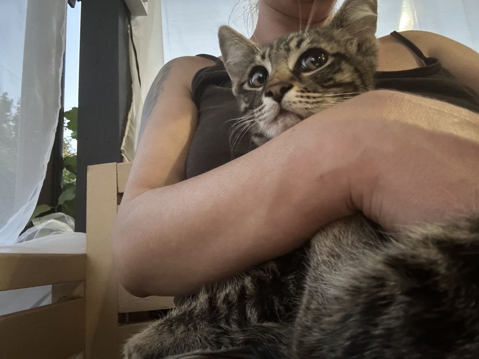 Спешно подарявам коте