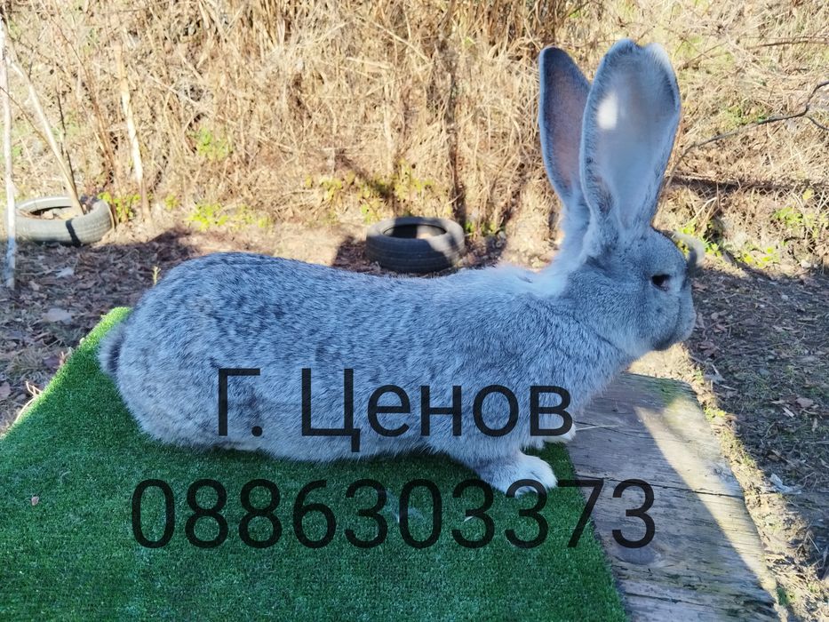 Продавам зайци  великани