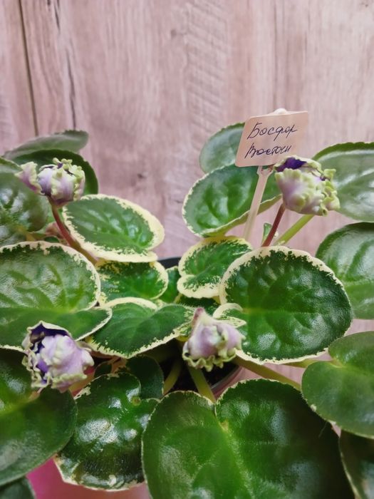 Цветущие фиалки  3000тг