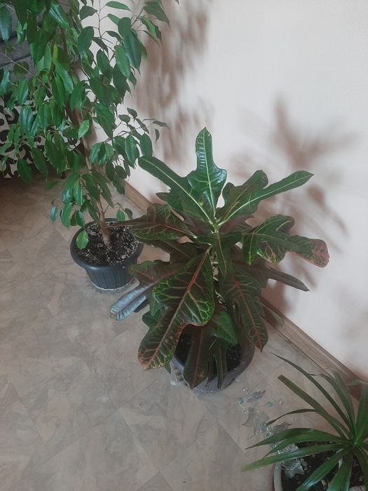 Комнатные растения распродажа