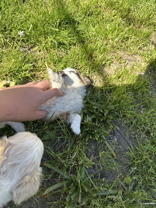 Кученца чихуа-хуа за повече информация на лично или на тел: 0887890080