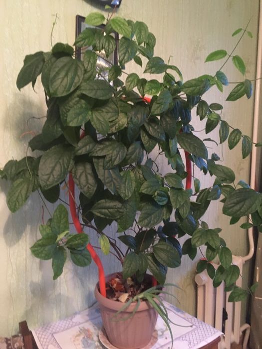 Клеродендрум