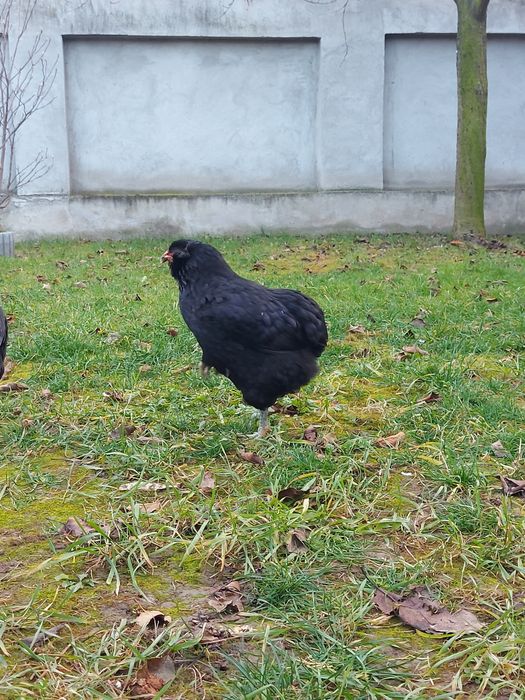 Ouă araucana pt. incubat