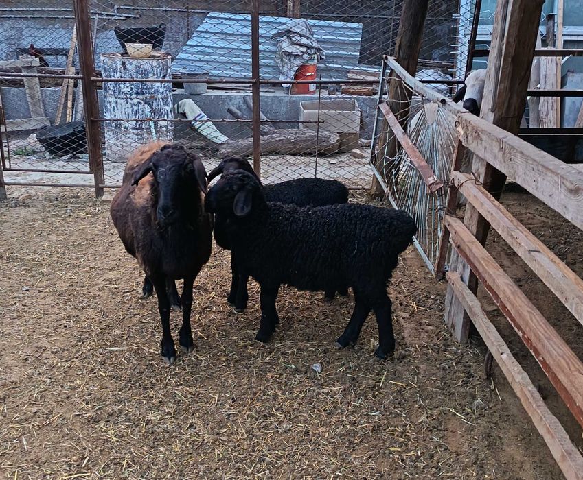 Эгиз барралар ва кучкор барра сотилади