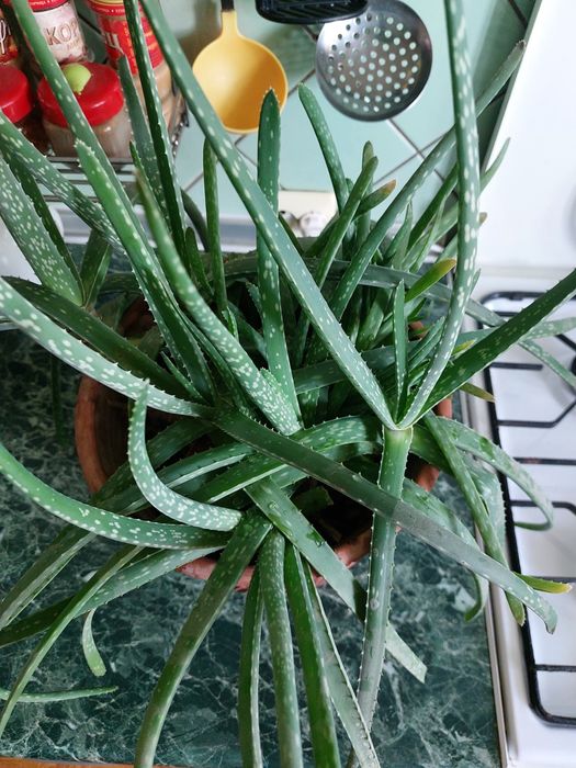 Алое вера в горшке