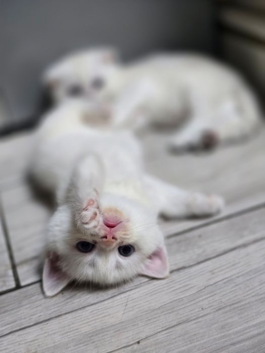 Очаровательные котята скоттишь страйт и скотишь фолд шиншила
