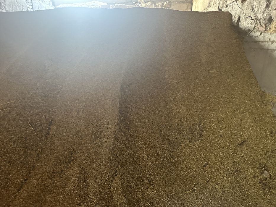 Продам сухой  ячмень