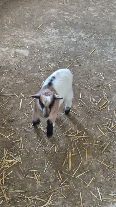 Мини кози и яренце мъжки