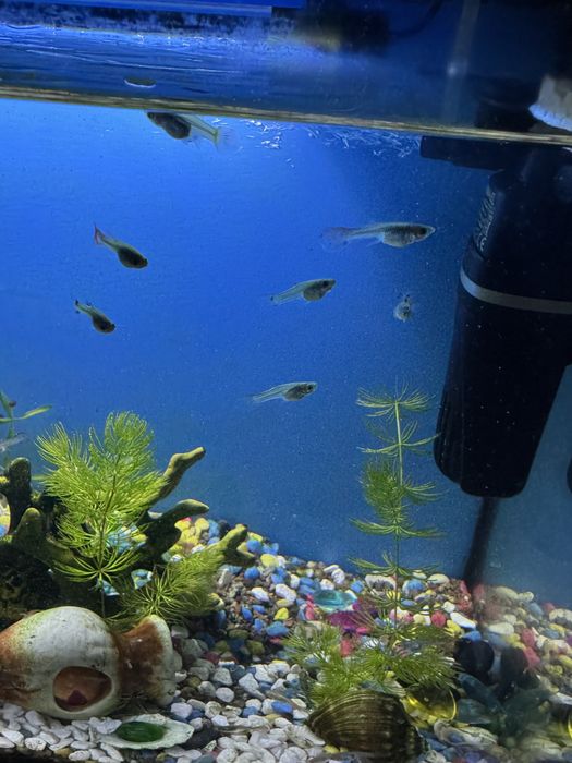 Гуппи живородящая рыбка