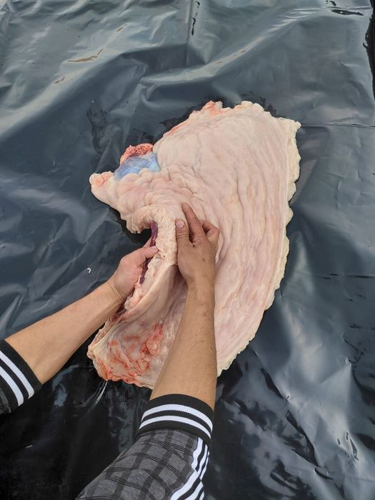 Соғым жылкы етиии