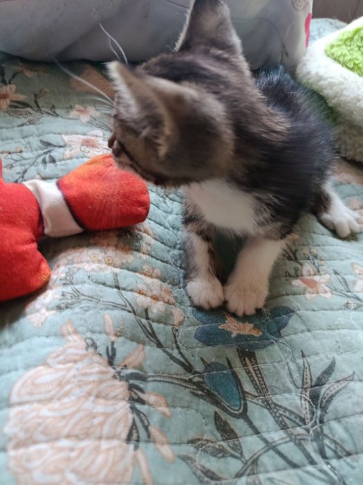 Котята в добрые, ответственные руки
