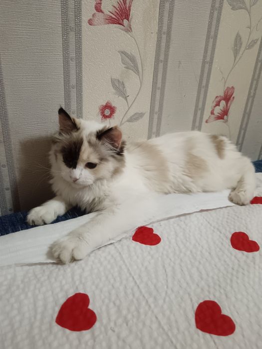 Отдам котёнка в добрые руки