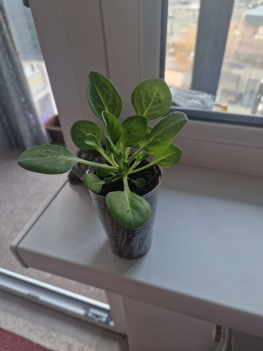 Рассада петунии,