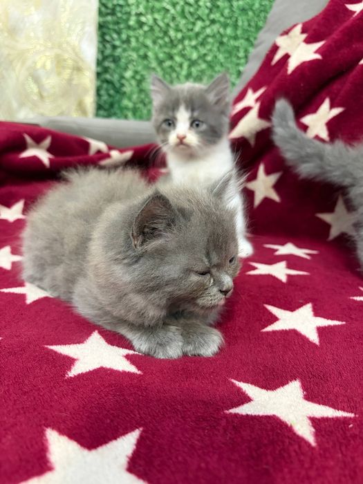 Продам котят 2.5 месяца
