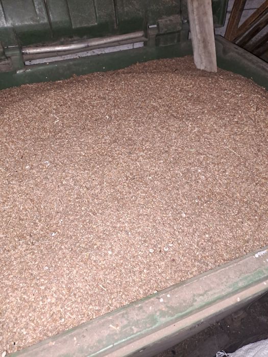 Sămânță de sparcetă