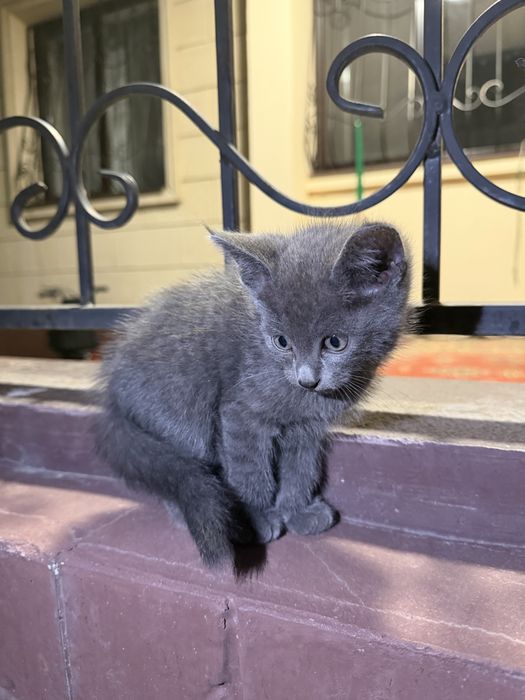 Отдам котят бесплатно