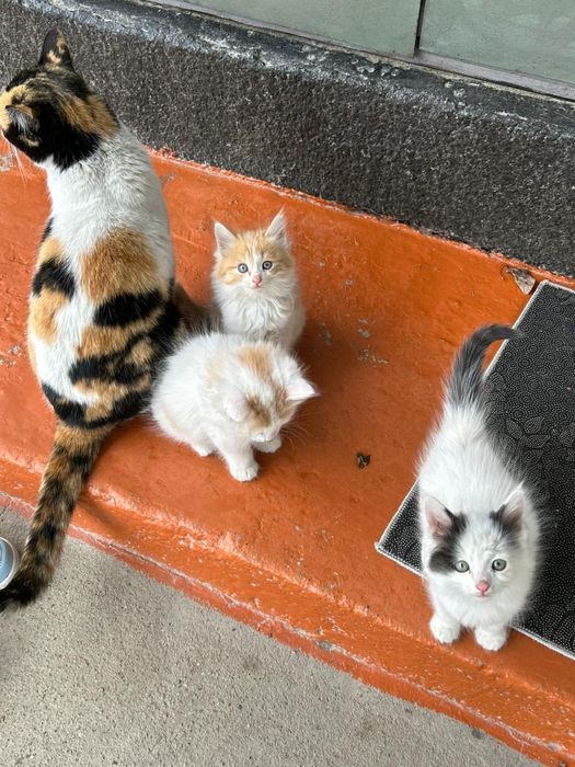 Котята в добрые руки