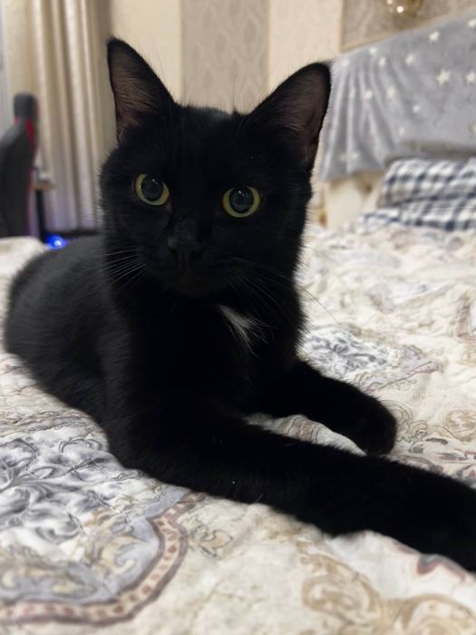 Черная кошечка ищет дом