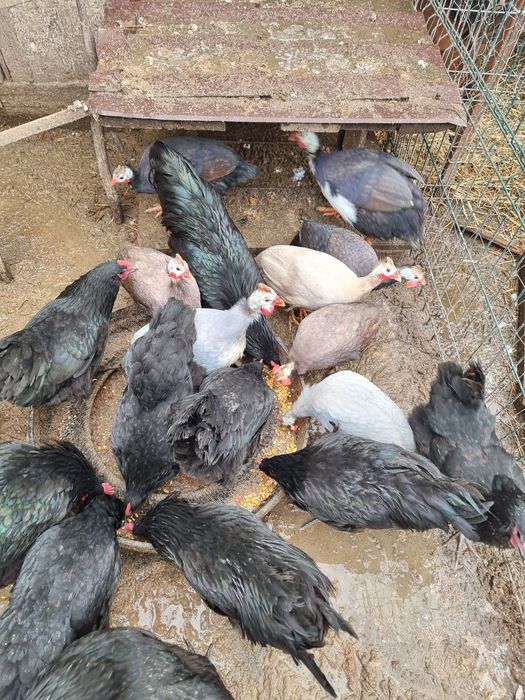 Vând bibilici și cocoși australorp