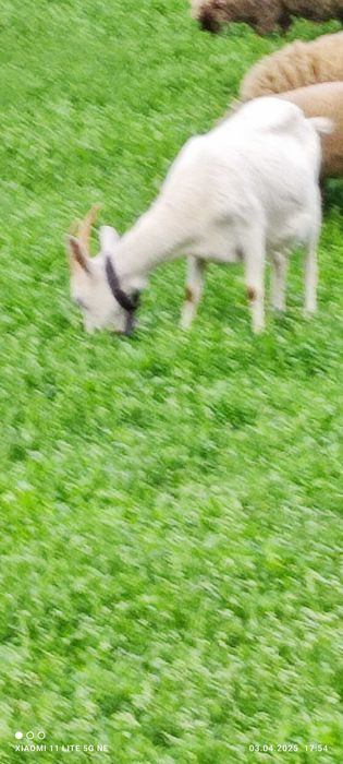 Capre metise alpine/ saanen