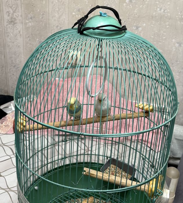 Ручные попугаи